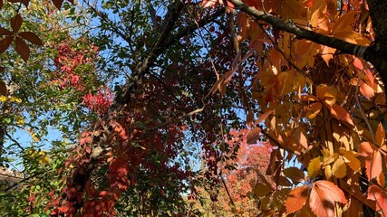 tree in the park