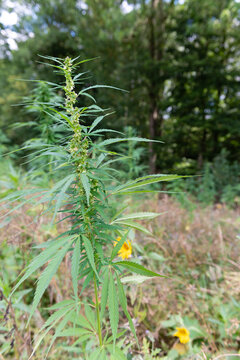 Cannabis