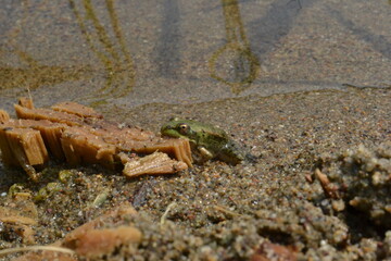 lizard on the beach