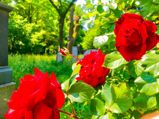 Beautiful cemetary or graveyard Südfriedhof Sudfriedhof in Munich, Germany, famous landmark...