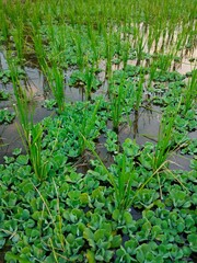 wall made of stone arrangement