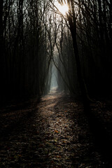 Obraz premium last sun beams on mystery forest path