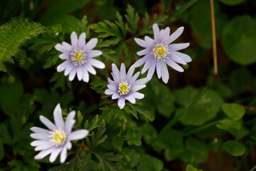 Beautiful park flowers in vivid colors