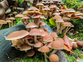 Kleine braune Pilze im Wald 