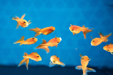 Naklejka premium 金魚