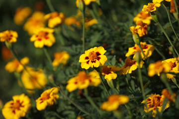 Beautiful park flowers in vivid colors