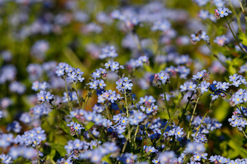 Obraz premium Beautiful park flowers in vivid colors