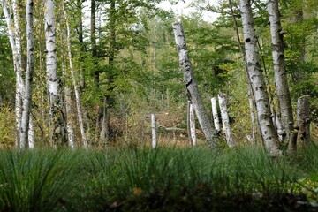 A beautiful autumn landscape - a forest with wetlands in autumn colors and dry birch trunks.