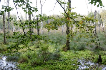 Naklejka premium A beautiful autumn landscape - a forest with wetlands in autumn colors and dry birch trunks.