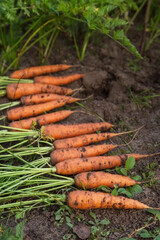 Bunch of organic dirty carrot harvest in garden on ground, soil