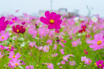 コスモス畑