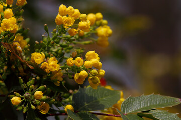 Beautiful park flowers in vivid colors