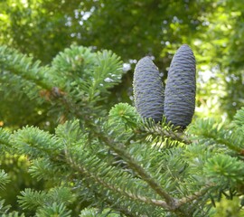 Zielona szyszka. Jodła koreańska © Станіслав Ясінський