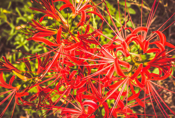 Higanbana (Red Spider Lilly) 
Many Japanese think this flower is related to death & can be found at a lot of temple grounds or around cemeteries. 
They were originally from China & Korea 
