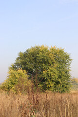 Obraz premium tree in the field