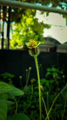yellow flower in the garden