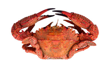 Crab muscles on white background