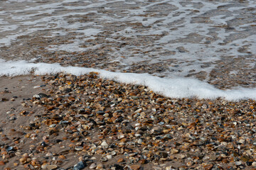 washed ashore on the beach