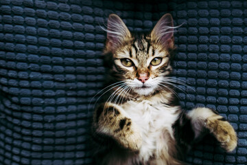 Portrait d'un adorable chaton angora tigré