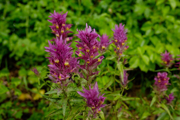 Blühende rote lila violette Gräser an einer Hecke im Sommer
