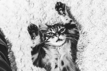 Portrait d'un adorable chaton angora tigré dans une position drôle