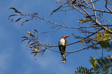 A crowned hornbill in a tree