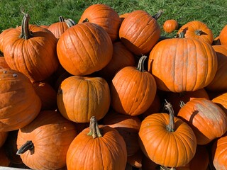pumpkins on a market