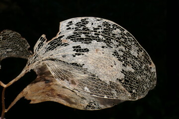 Spineless Butcher's Broom Leaf skeleton macro, (Ruscus hypophyllum), Lisbon, botanic garden, Portugal