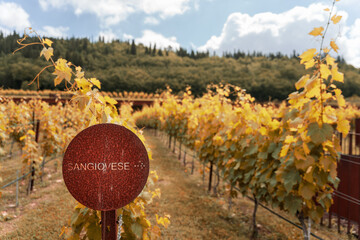 Tuscany, Sangiovese vineyards in autumn. Italy