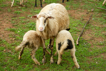 Naklejka na ściany i meble Mother and babies sheep in Rethymno region, Crete island, Greece, Europe.