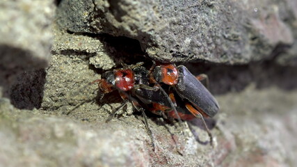 Mating beetles Cantharis rustica. Two beetles have sex. Continuation of the offspring. Macro.