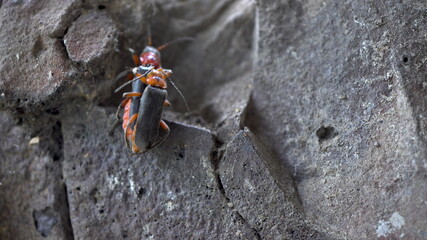 Mating beetles Cantharis rustica. Two beetles have sex. Continuation of the offspring. Macro.