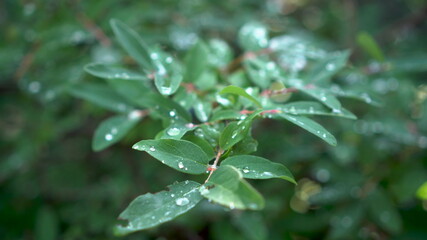 Fototapeta na wymiar Drops of rain lie on the leaves of the berry bush. Green leaves close-up.
