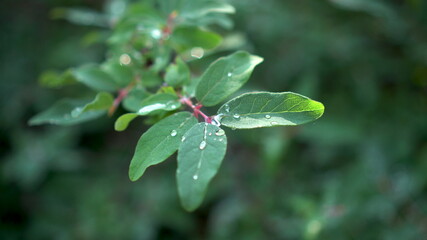 Drops of rain lie on the leaves of the berry bush. Green leaves close-up.