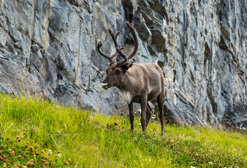 Format-filling Reindeer near the Nordkapp, Honningsvag, Finnmark, Norway