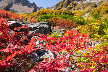 涸沢カールで真っ赤に色付くダケカンバの紅葉を撮影