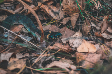 snake in the forest