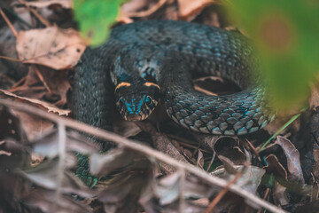 snake in the forest