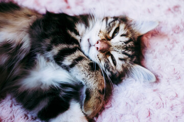 Portrait d'un adorable chaton angora tigré en train de dormir