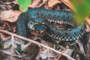 snake in the forest