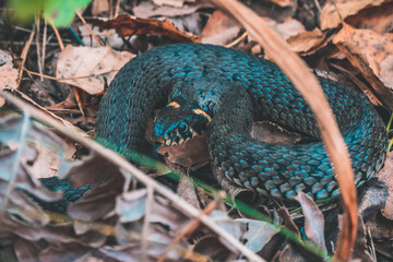 snake in the forest
