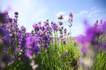 Naklejka premium Beautiful blooming lavender field on summer day
