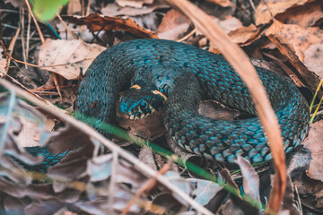 Naklejka premium snake in the forest