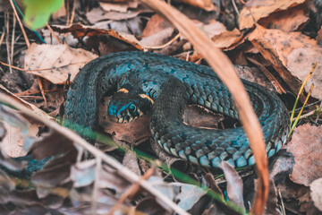 snake in the forest