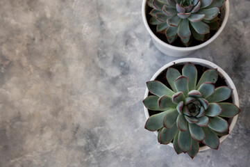 Echeveria Hercules Succulent live decorative househol plant in pot, copy space