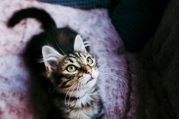 Portrait d'un adorable chaton angora tigré