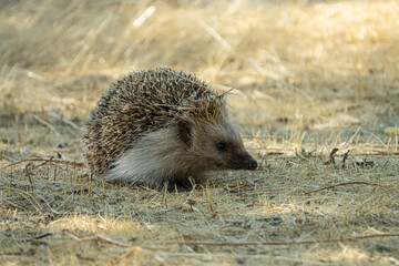 Hedgehog (erinaceus albiventris) hidding in the field