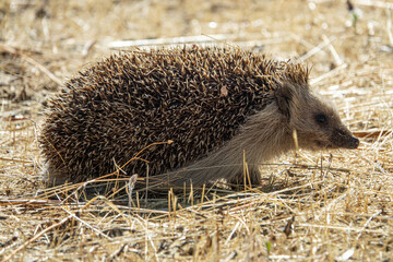 Hedgehog (erinaceus albiventris) hidding in the field
