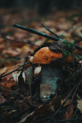 Fototapeta premium mushrooms in the forest