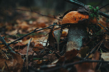 mushrooms in the forest